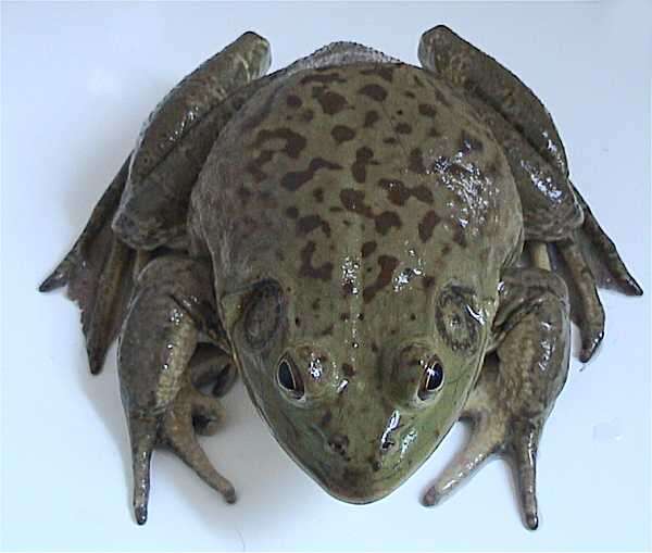 Слика од Lithobates catesbeianus (Shaw 1802)