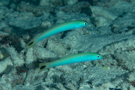 Image of Blacktail goby