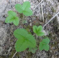 Image of Fragaria vesca subsp. bracteata (A. Heller) Staudt