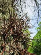 Image of Chinese honeylocust