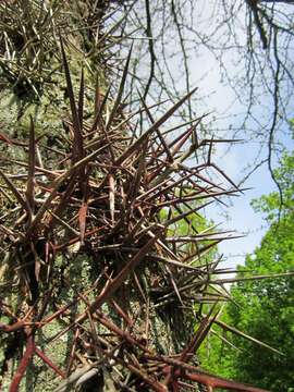 Image of Chinese honeylocust