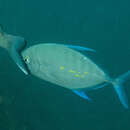 Image of Blue trevally