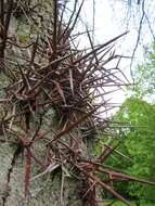 Image of Chinese honeylocust