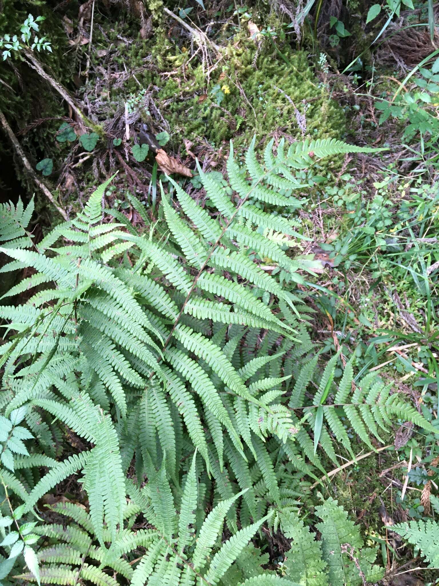 Plancia ëd Coryphopteris castanea (Tagawa) Y. Hang Chang, Ebihara & L. Y. Kuo