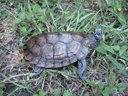 Image of Map Turtles