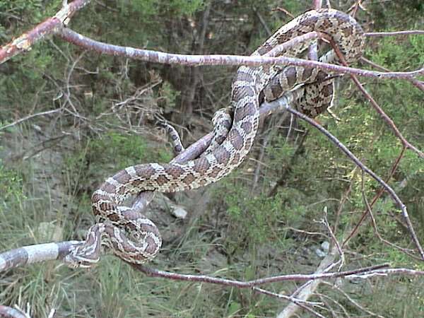 Image of Great Plains Rat Snake