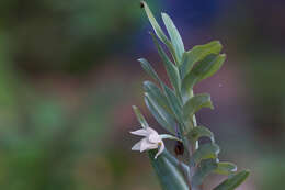 Imagem de Dichaea glauca (Sw.) Lindl.