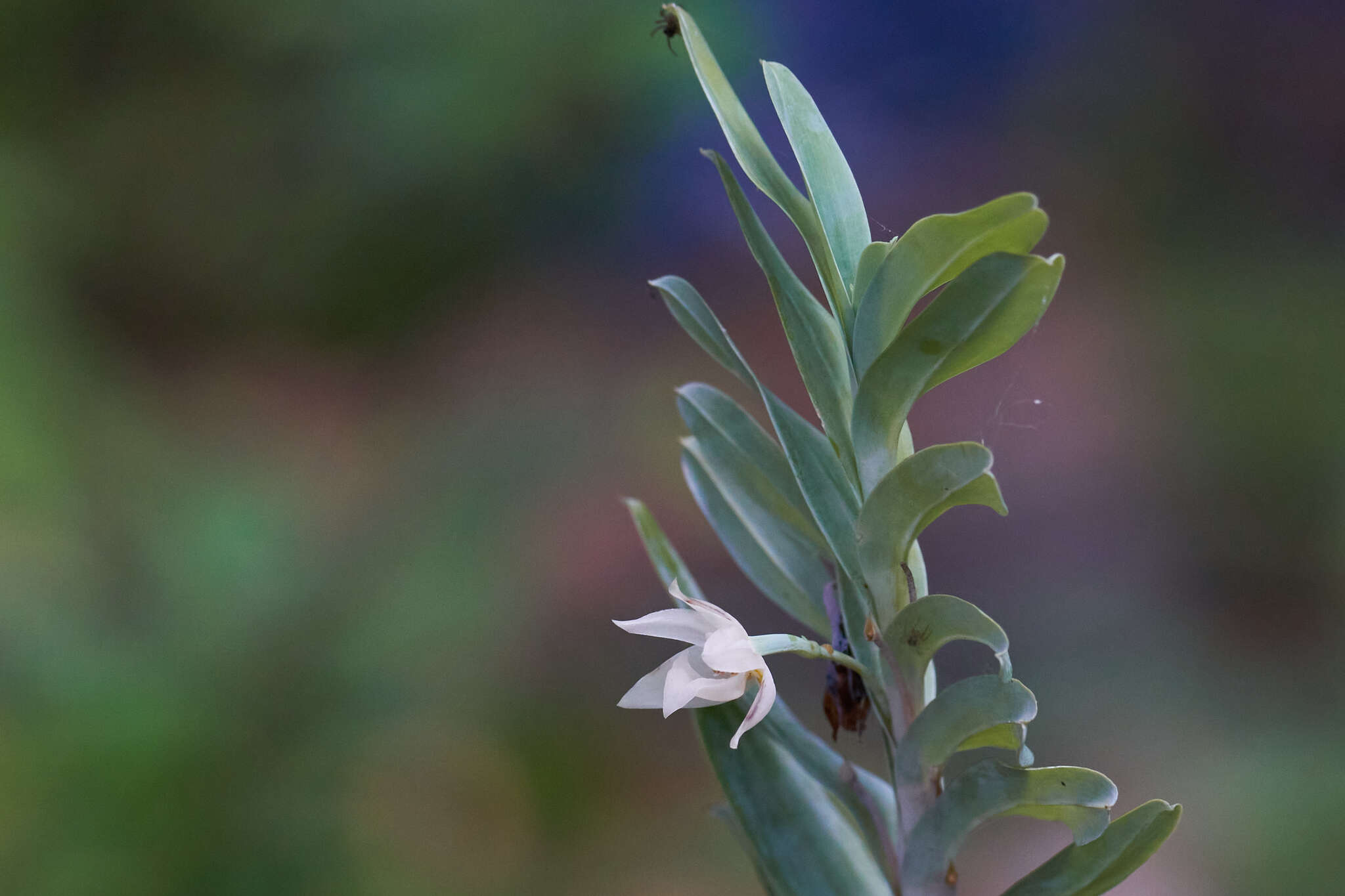 Dichaea glauca (Sw.) Lindl.的圖片