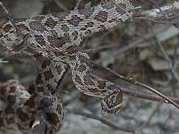 Image of Great Plains Rat Snake