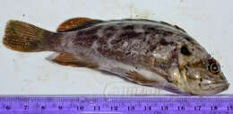 Image of Brown rockfish