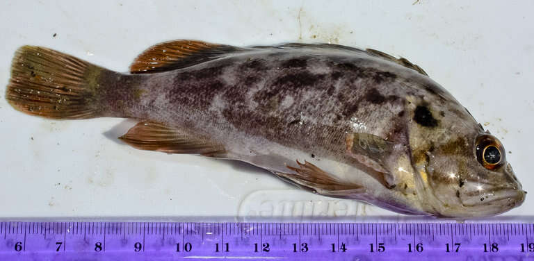 Image of Brown rockfish