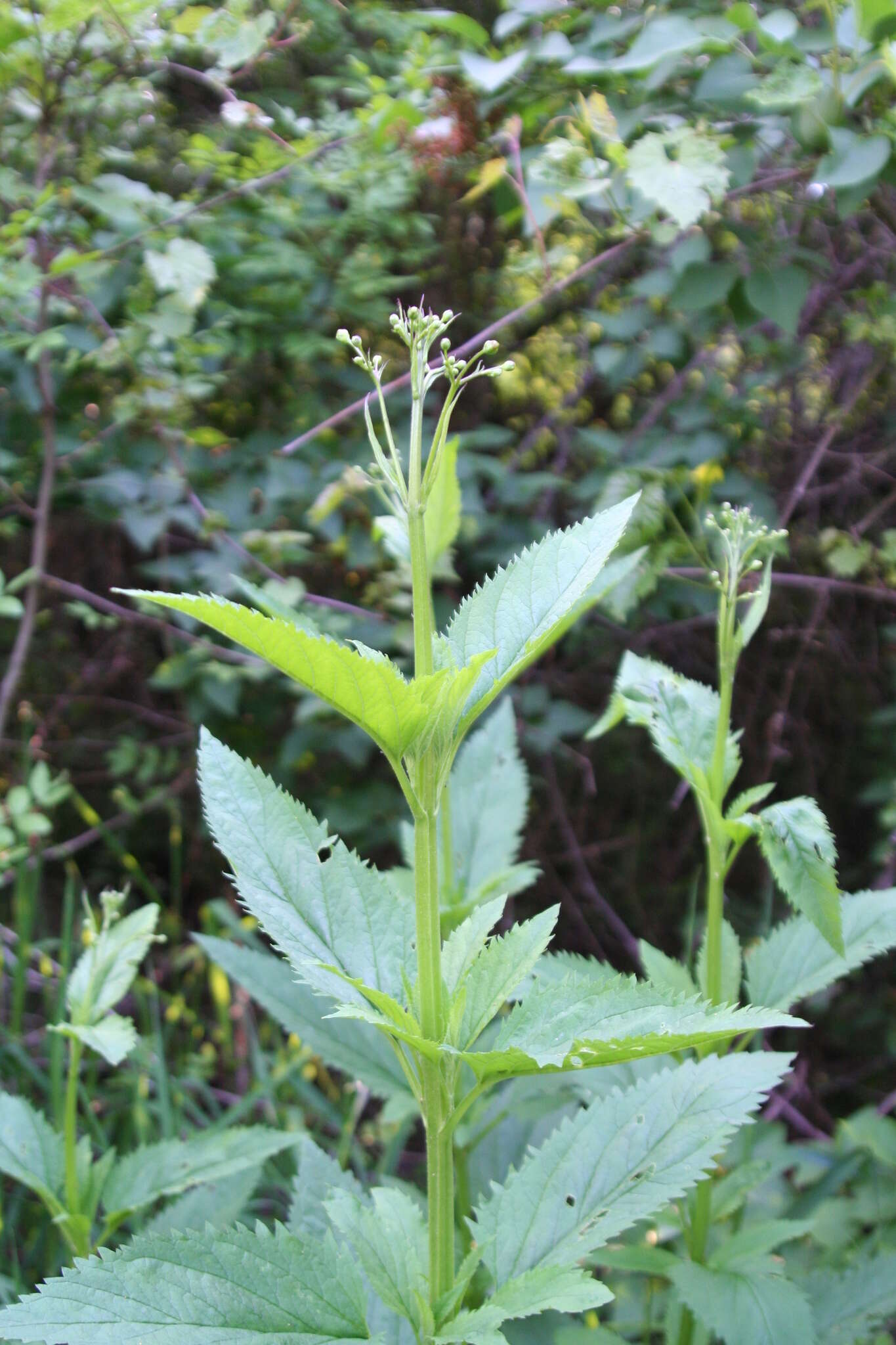 Imagem de Scrophularia lanceolata Pursh