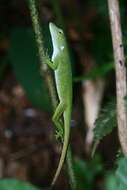 Imagem de Anolis biporcatus (Wiegmann 1834)