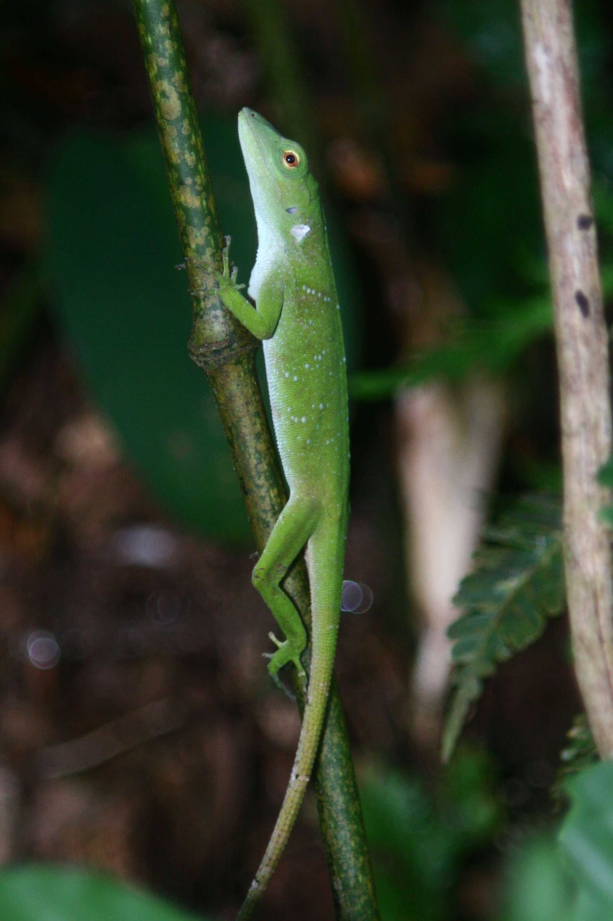 Imagem de Anolis biporcatus (Wiegmann 1834)