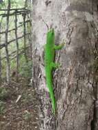 Plancia ëd Phelsuma madagascariensis Gray 1831