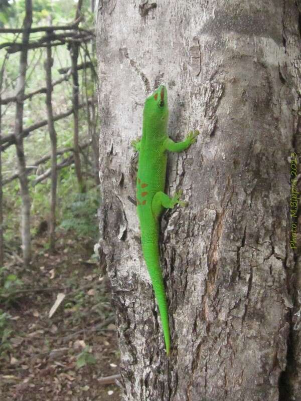 Plancia ëd Phelsuma madagascariensis Gray 1831