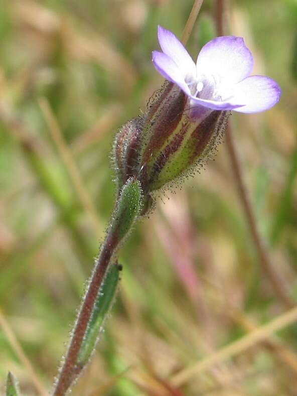 Image of manyleaf gilia