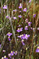 Utricularia benthamii P. Taylor resmi