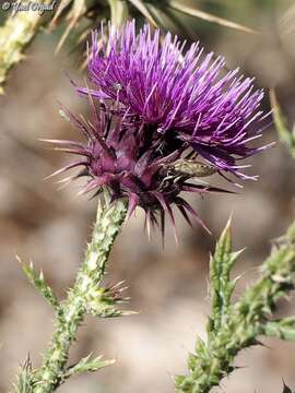 Image of Onopordum carduiforme Boiss.