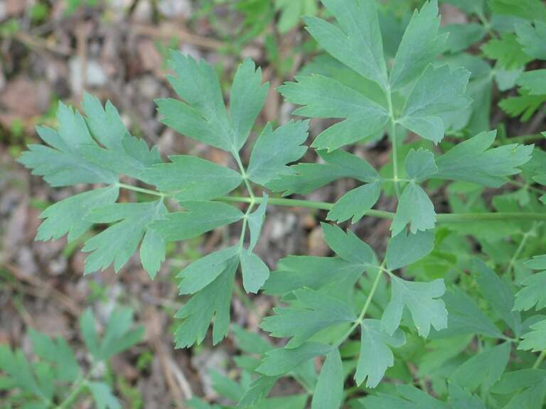 Image of California lomatium