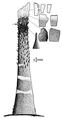 Image of Pogonophryne