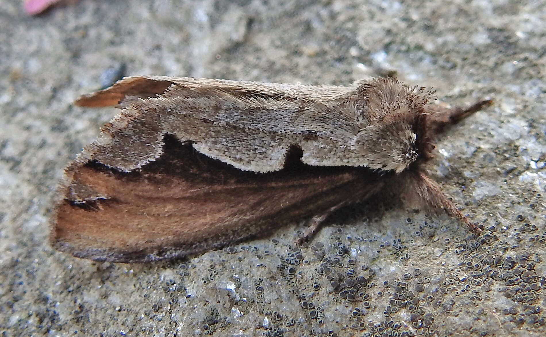 Image of Double-toothed Prominent