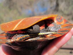 Image of Eastern Painted Turtle