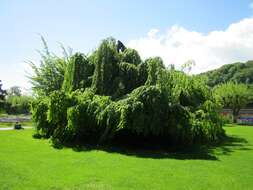 Image of Fagus sylvatica f. pendula