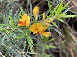 Image of Pultenaea forsythiana