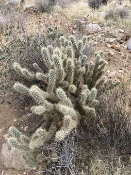 Image of Cylindropuntia ganderi subsp. ganderi