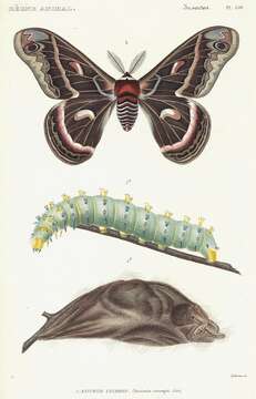 Image of Cecropia Moth
