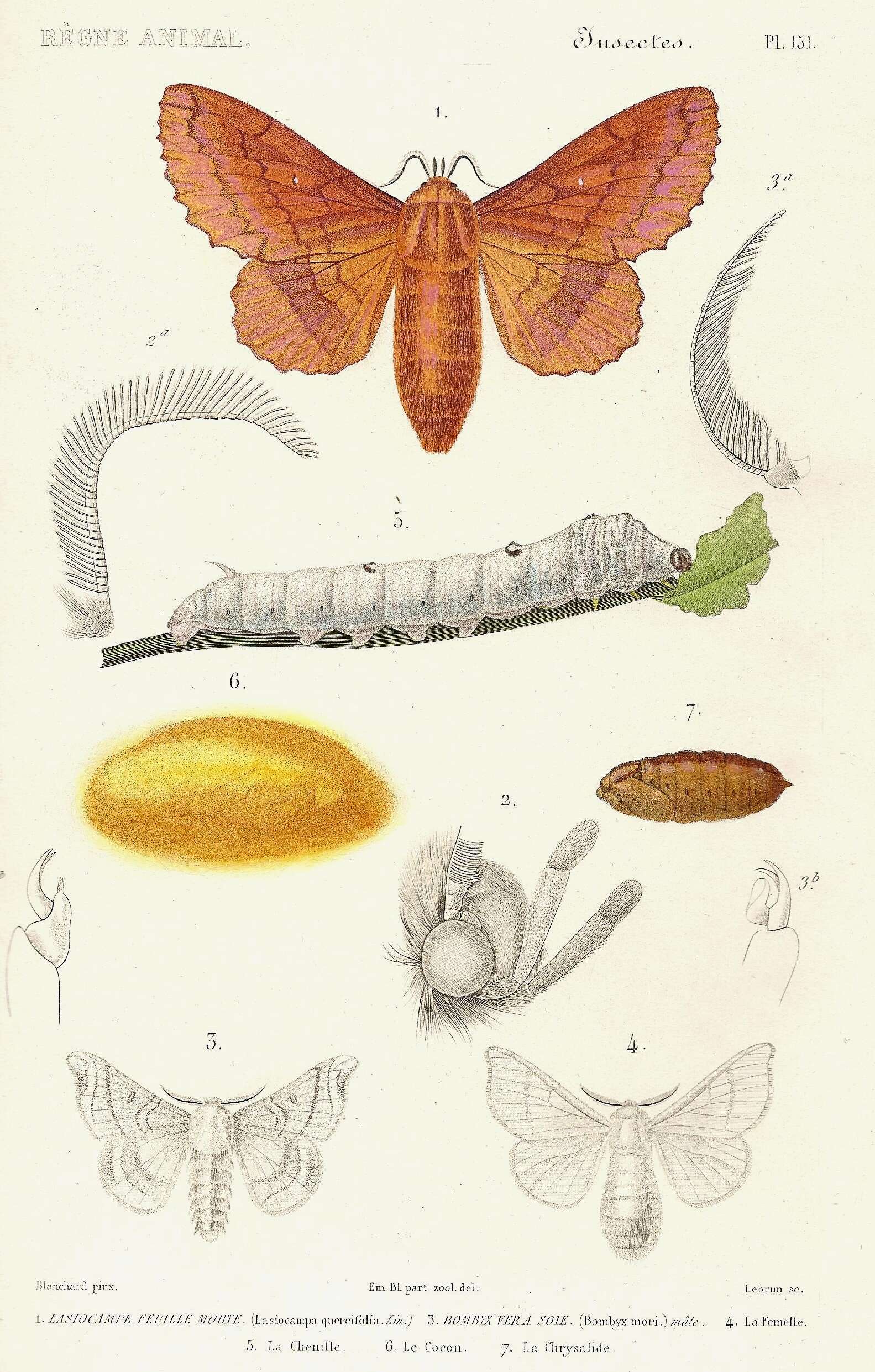 Imagem de Gastropacha quercifolia Linnaeus 1758