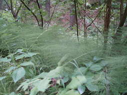 Слика од Equisetum sylvaticum L.