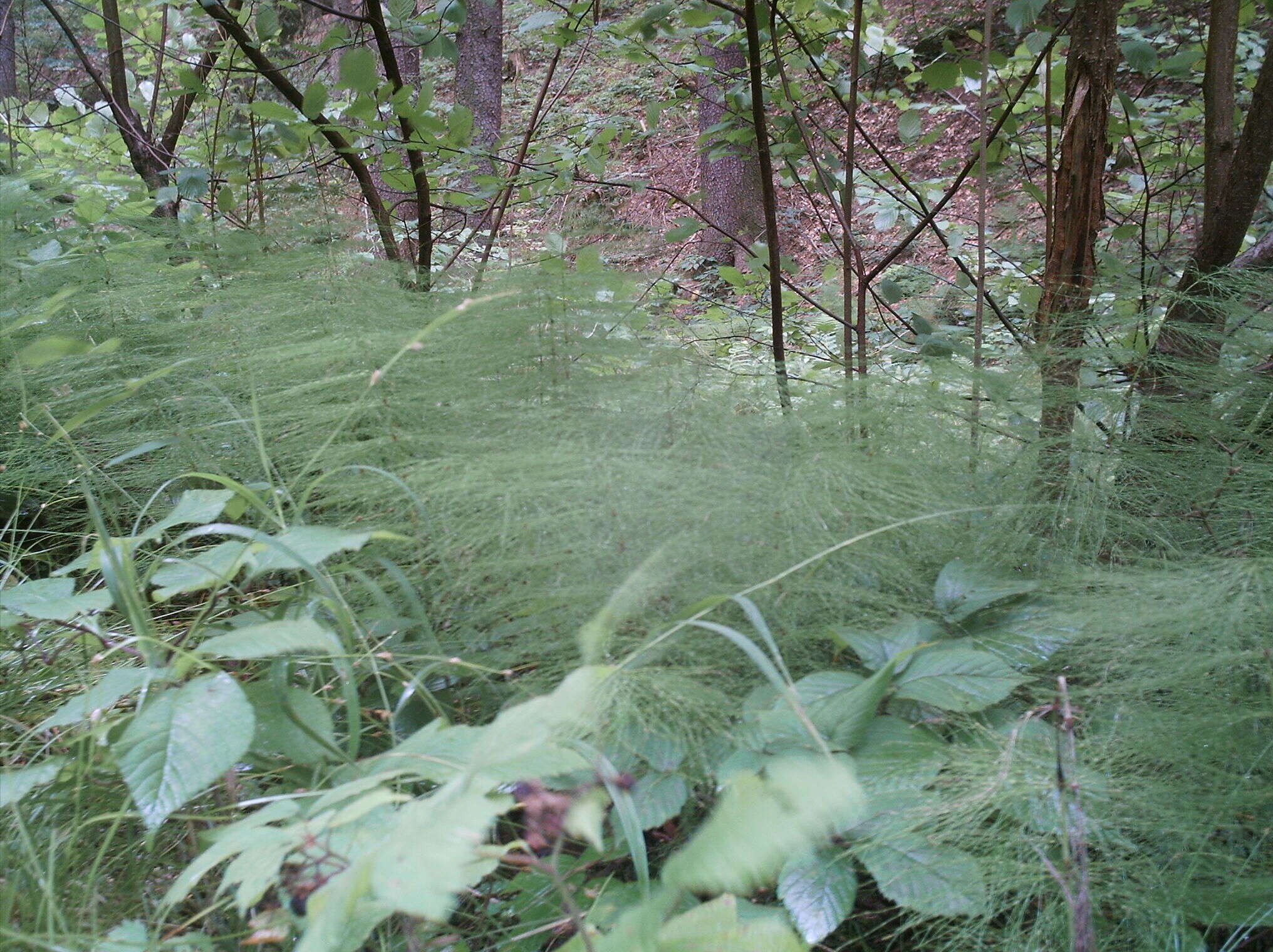 Imagem de Equisetum sylvaticum L.