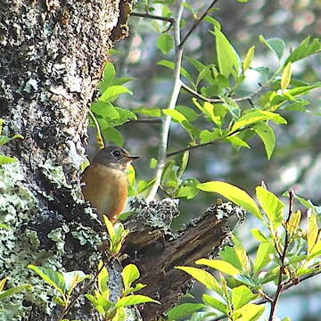 Plancia ëd Muscicapa ferruginea (Hodgson 1845)