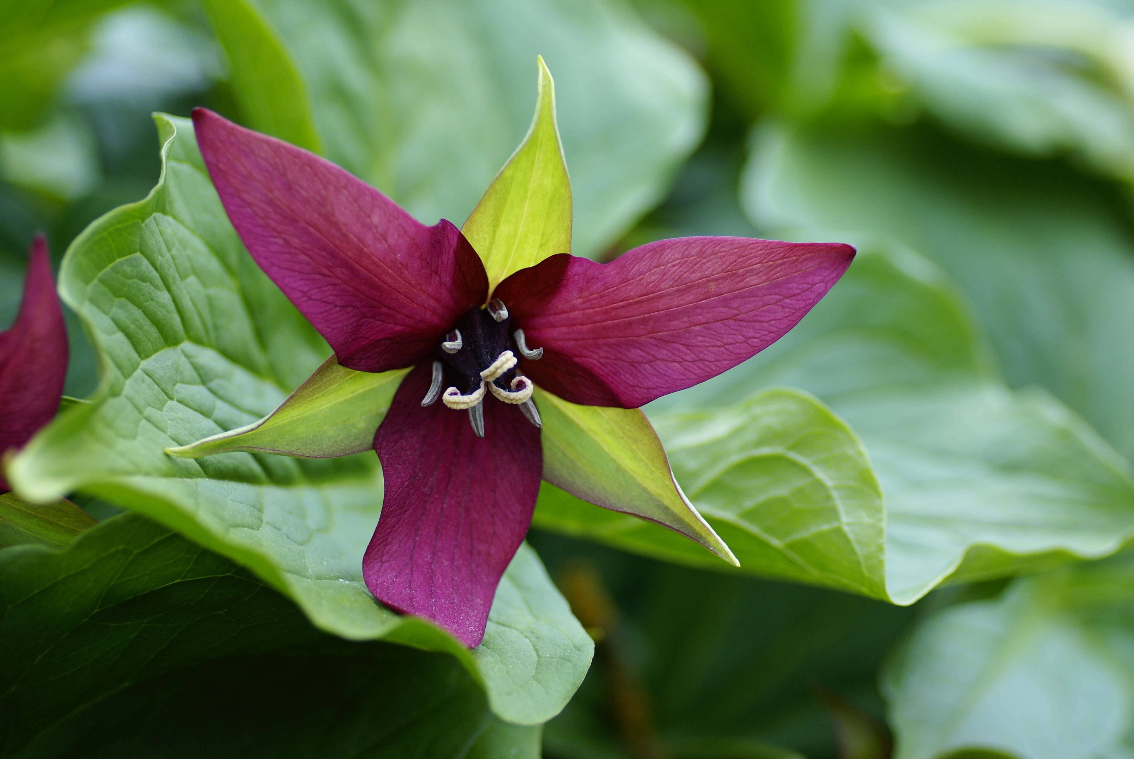 Image of red trillium