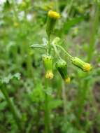 Image of groundsel