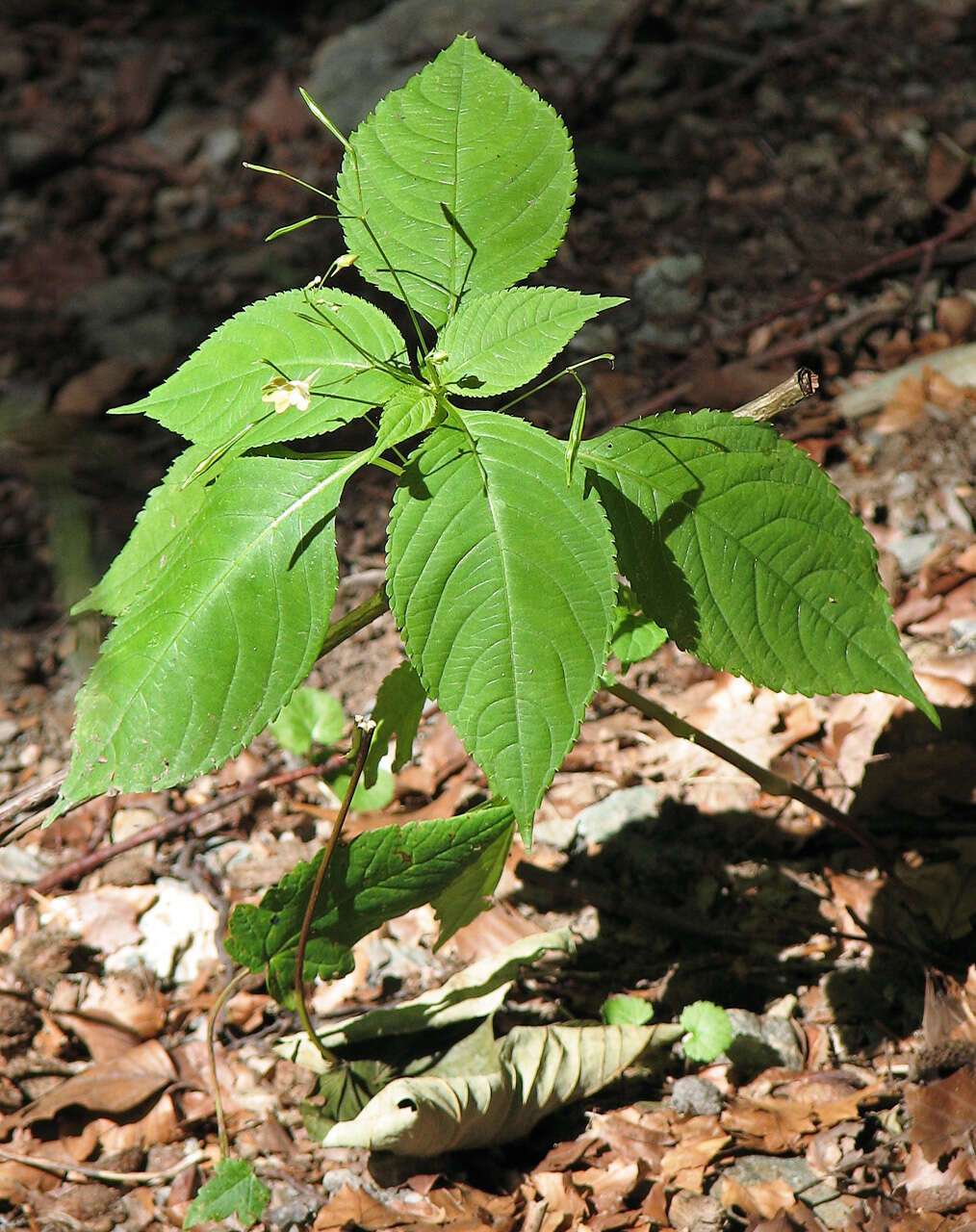 Image of small balsam