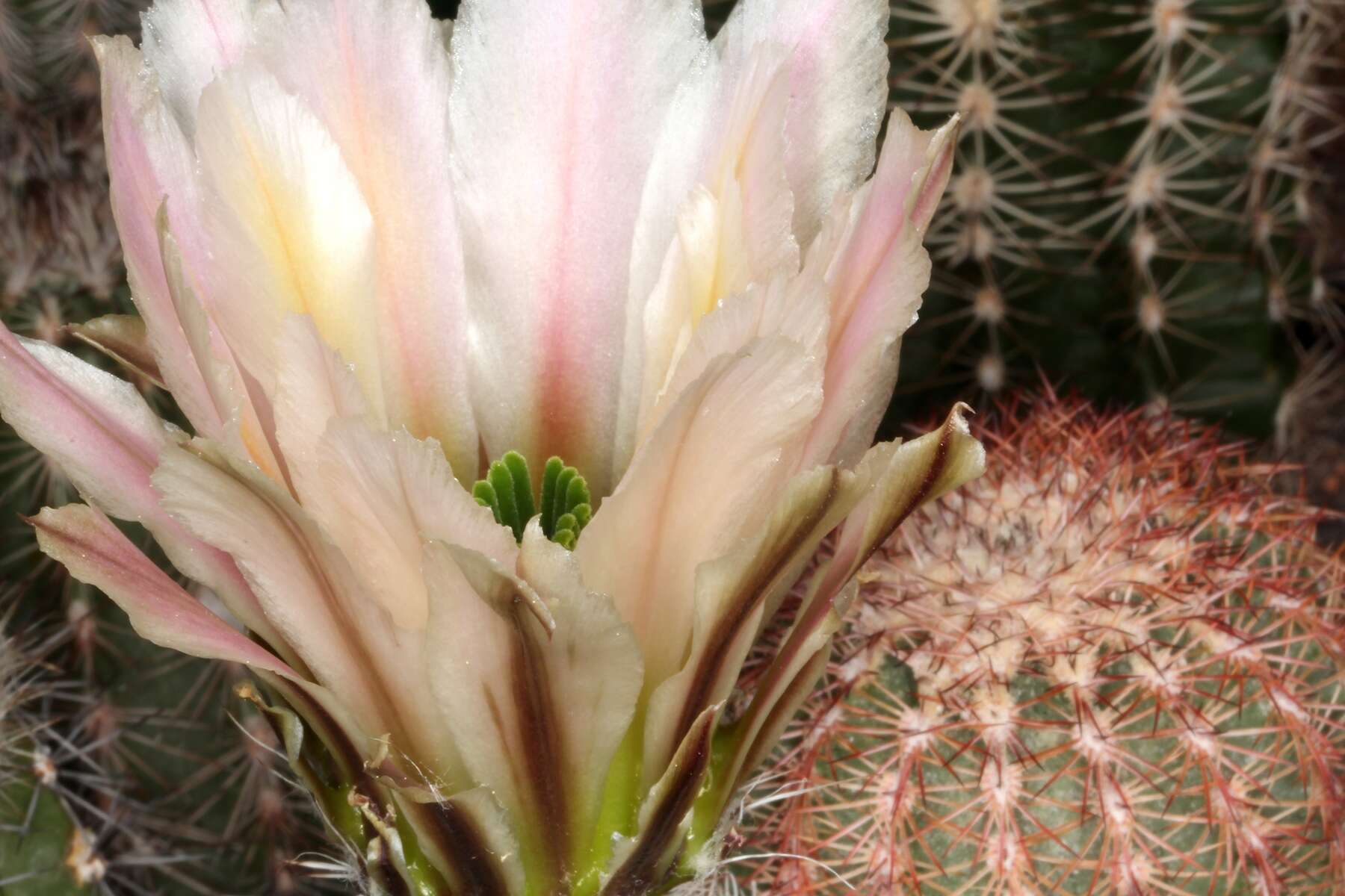 Image de Echinocereus pectinatus (Scheidw.) Engelm.