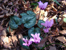 Image of Cyclamen coum subsp. elegans (Boiss. & Buhse) C. Grey-Wilson