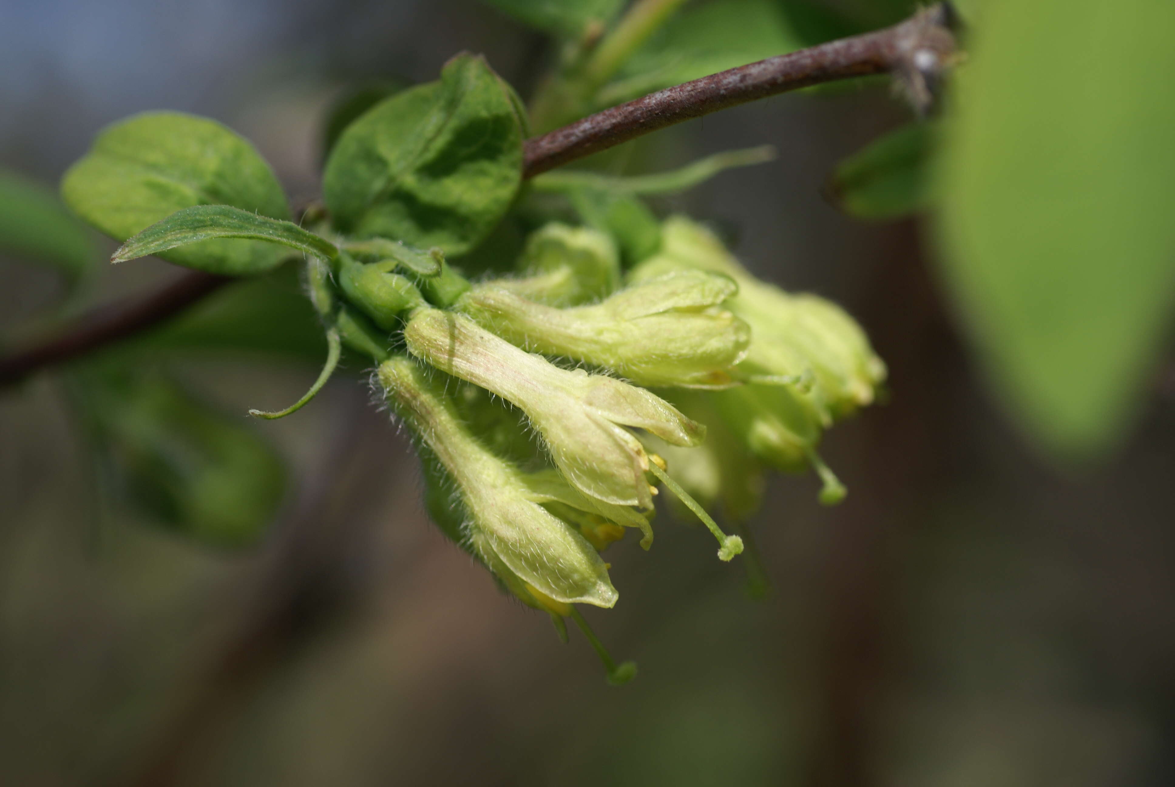 Imagem de Lonicera caerulea L.