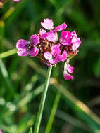 صورة Dianthus pontederae A. Kerner