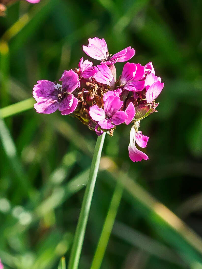 Dianthus pontederae A. Kerner的圖片