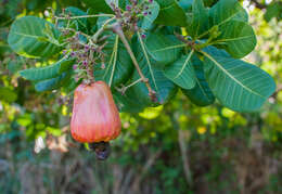 Image of cashew