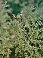 Image of Swimming nudibranch