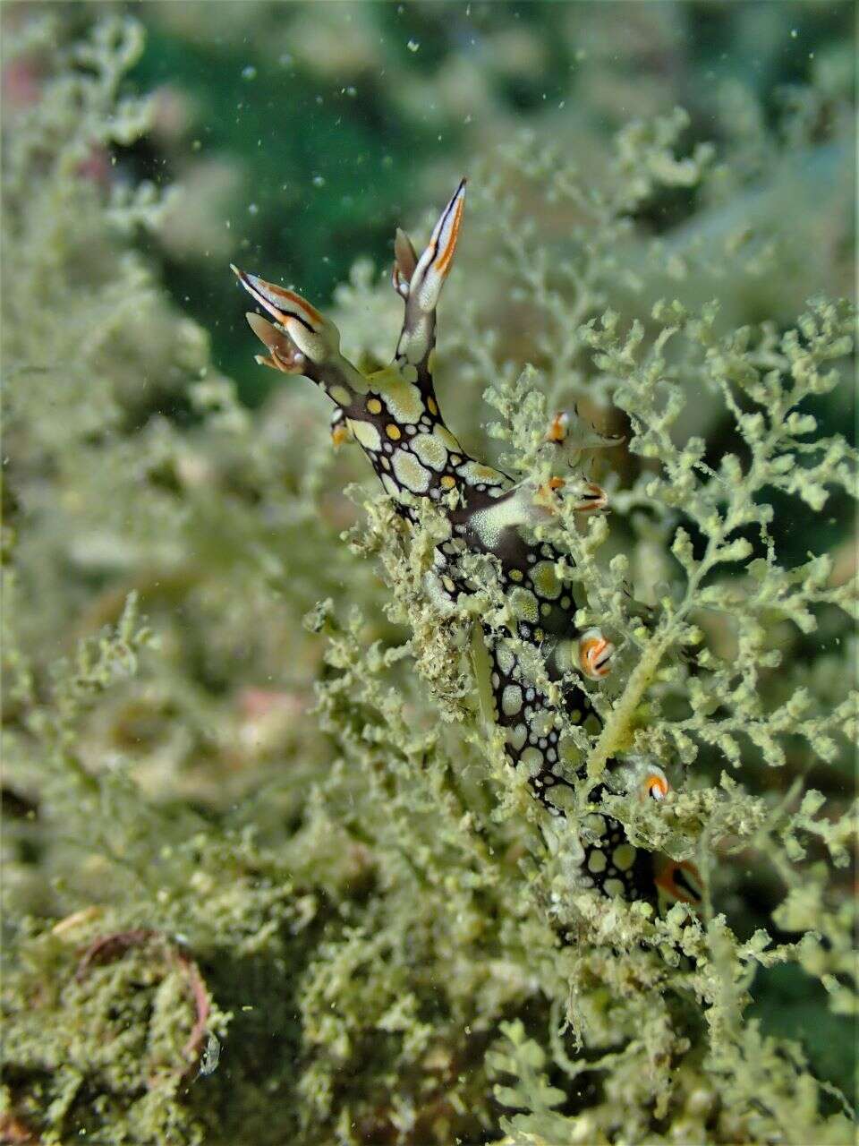 Image of Swimming nudibranch