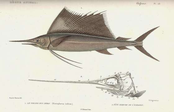 Image of Indo-Pacific sailfish