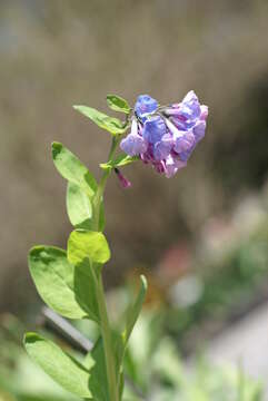 Image of Virginia Bluebell