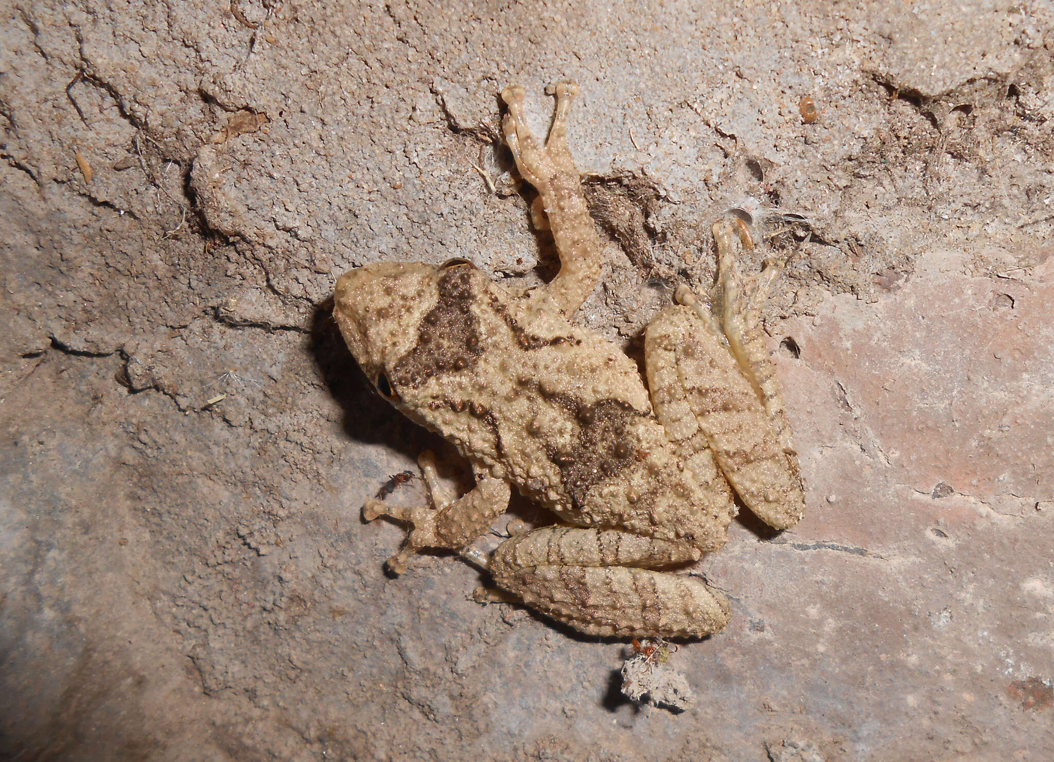 Image of Mato Grosso Snouted Treefrog