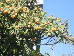 Image of loquat